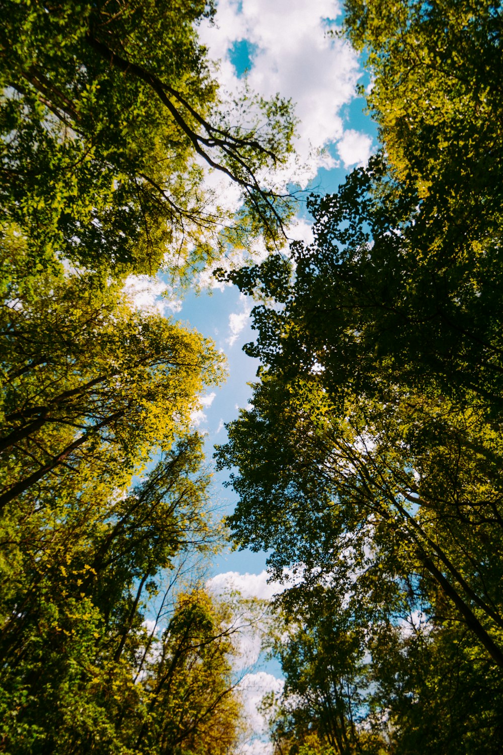 green trees under blue sky during daytime