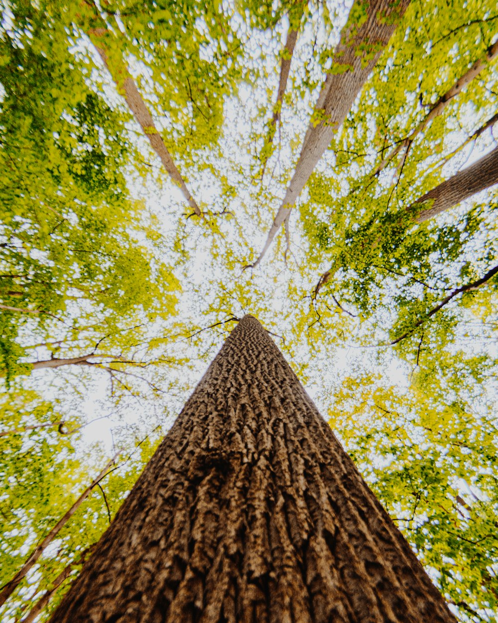 Low-Angle-Fotografie von grünen Bäumen während des Tages