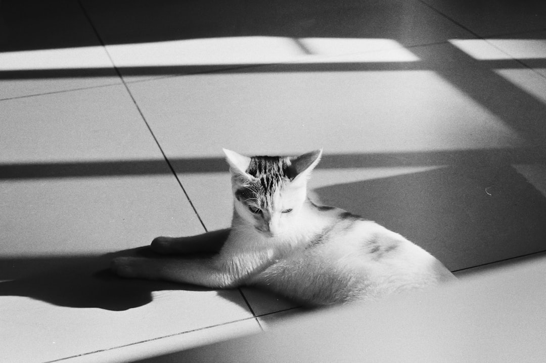 grayscale photo of cat lying on floor