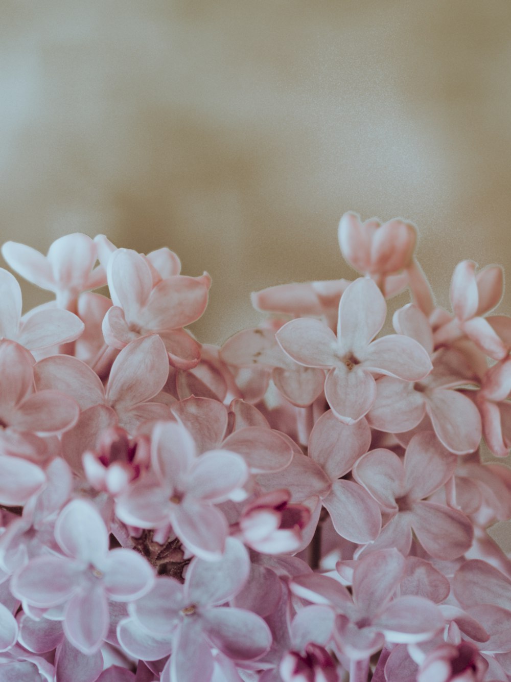 pink flowers in tilt shift lens