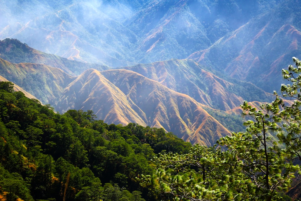 green trees and mountain during daytime