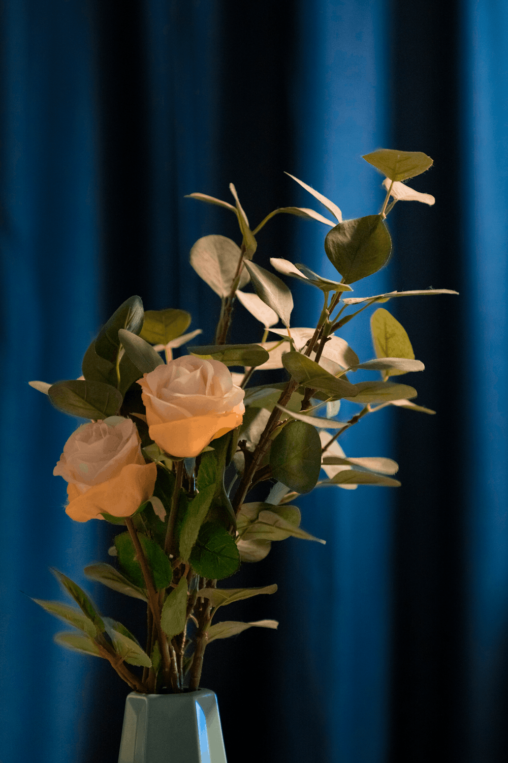 yellow rose in close up photography