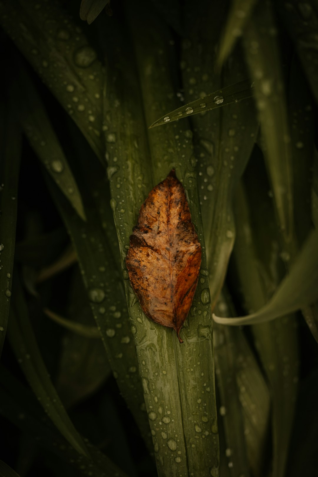 brown leaf with water droplets