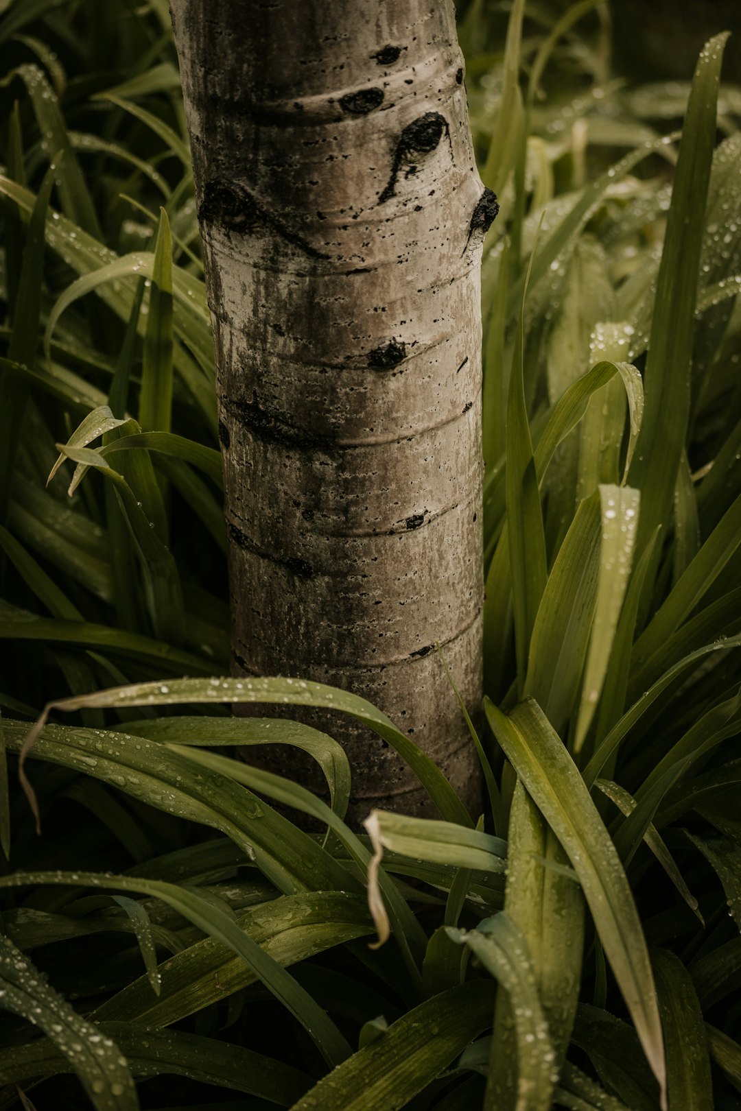 brown tree trunk surrounded by green plants