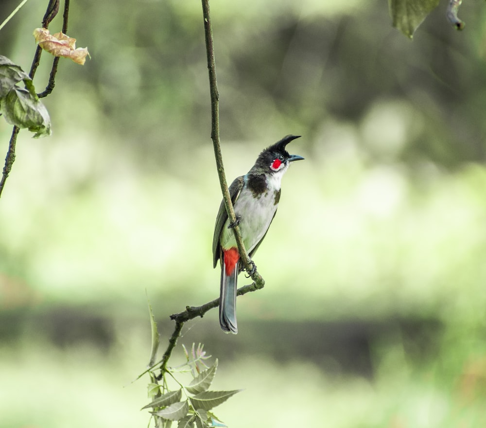 black and white bird on brown tree branch