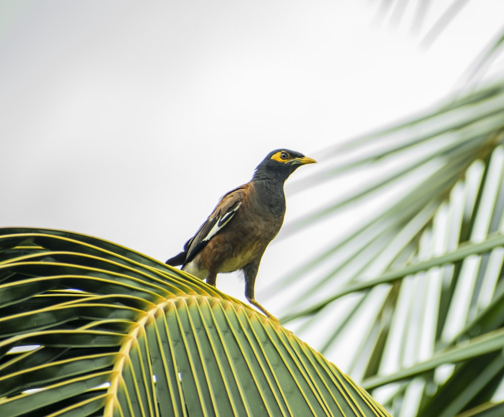 black and brown bird on green leaf during daytime