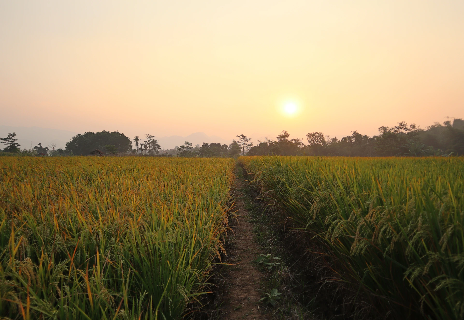 green grass field during sunset