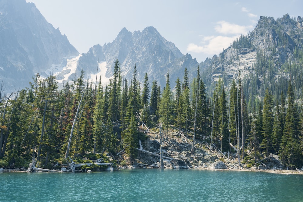 green pine trees near body of water during daytime