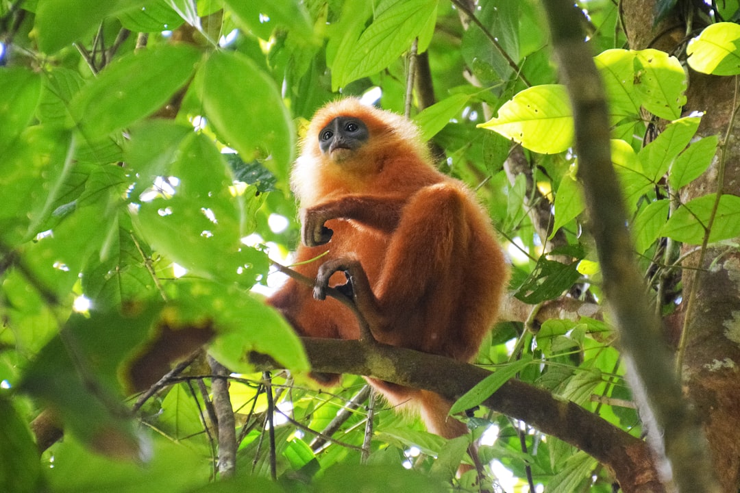 brown monkey on tree branch during daytime