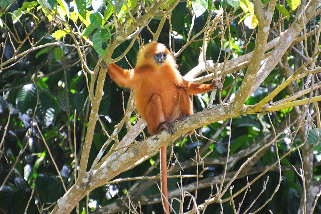 brown monkey on tree branch during daytime