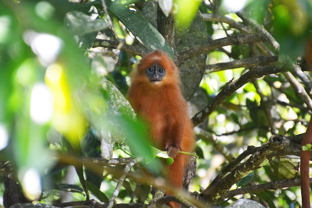 brown monkey on tree branch during daytime