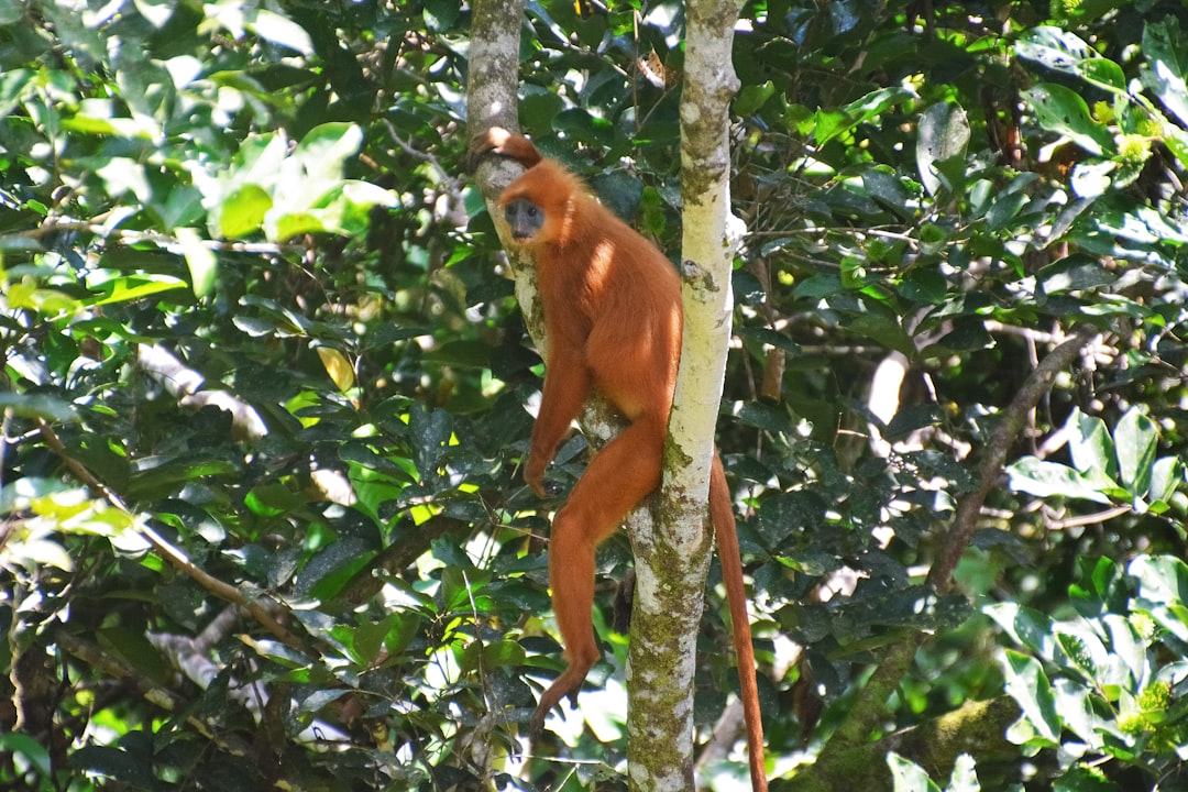 brown monkey on tree branch during daytime