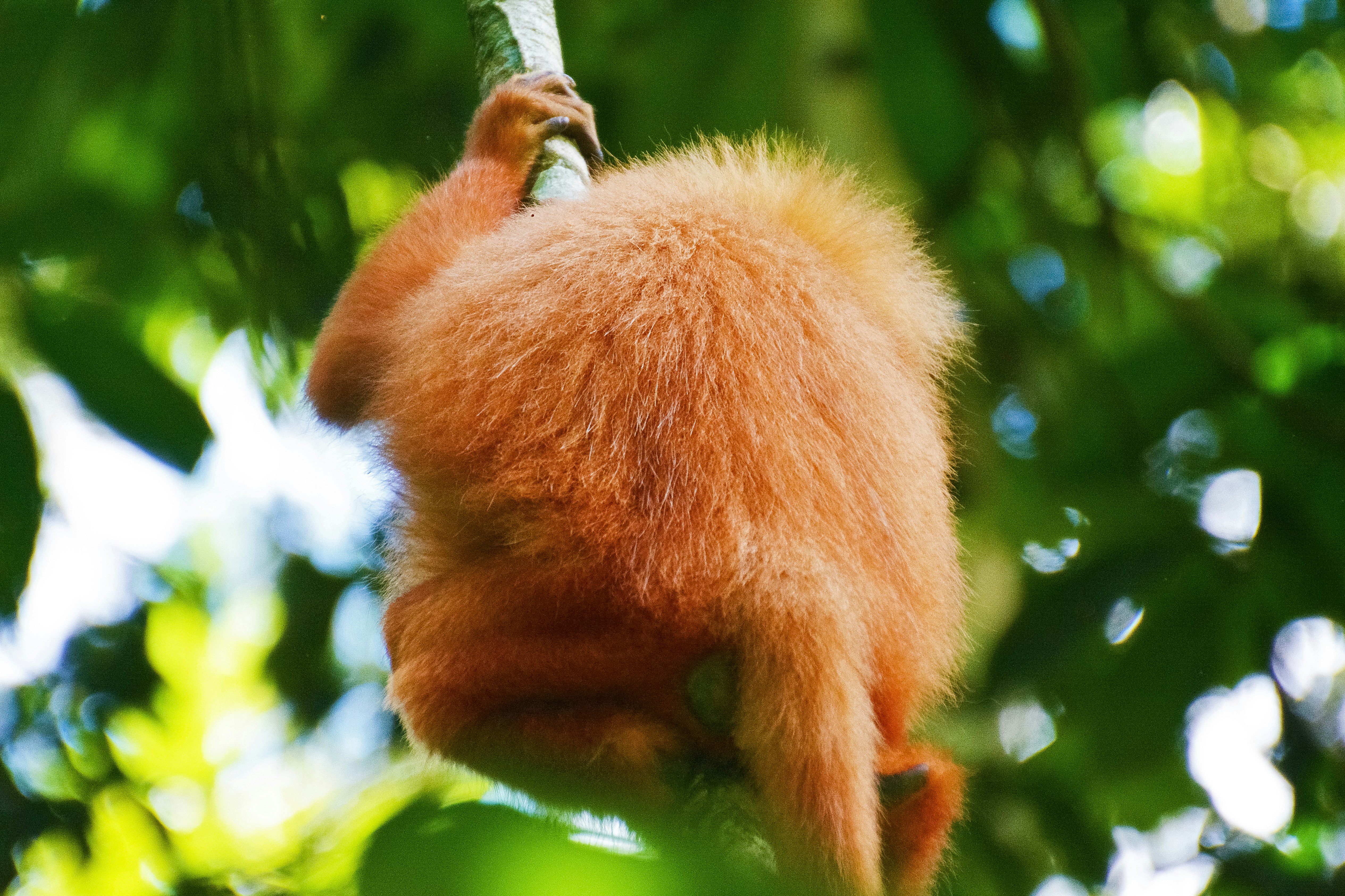 brown monkey hanging on tree during daytime
