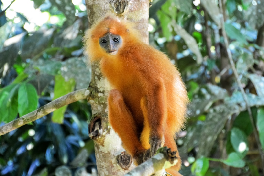 brown monkey on tree branch during daytime