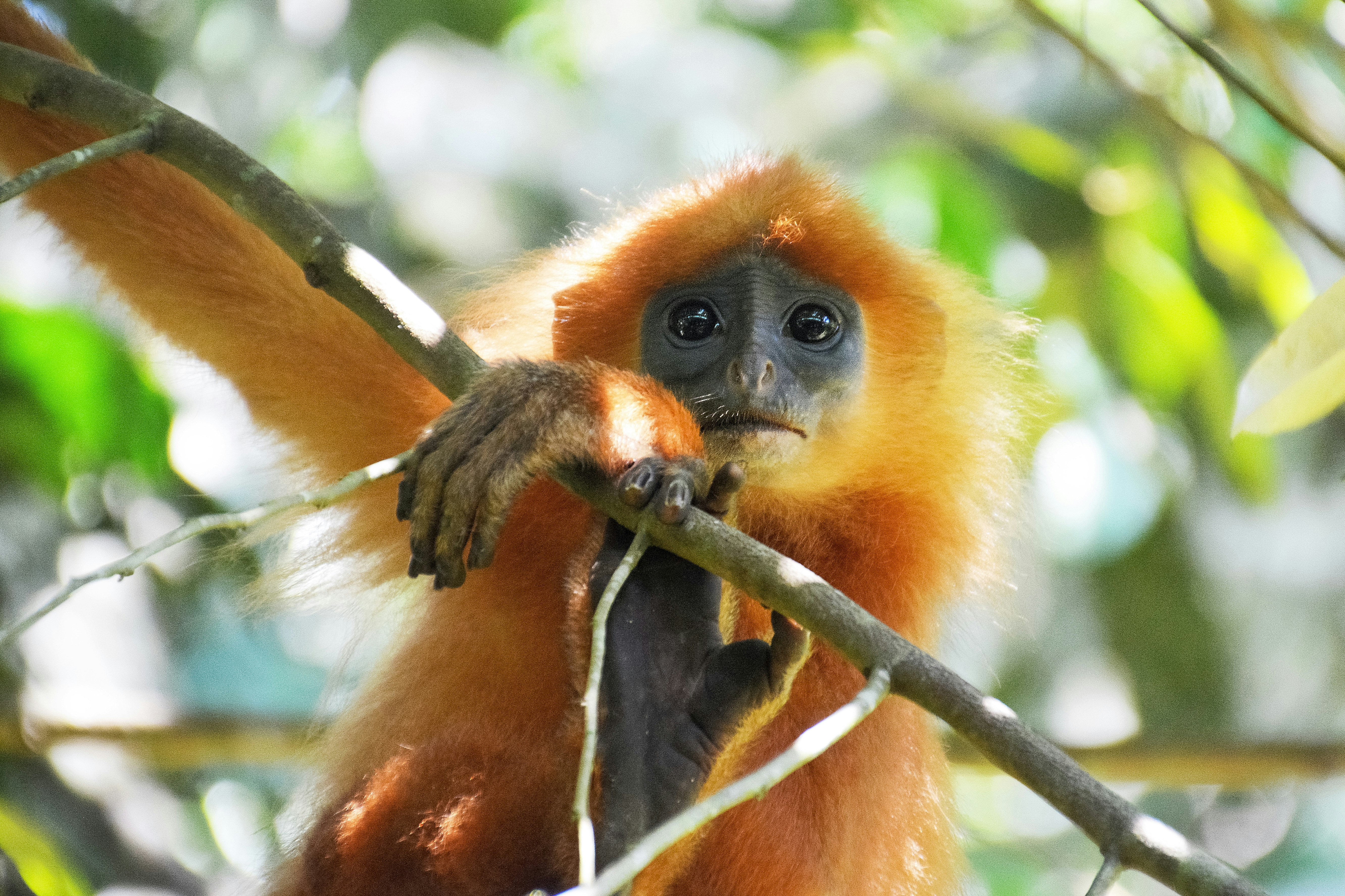 brown monkey on tree branch during daytime