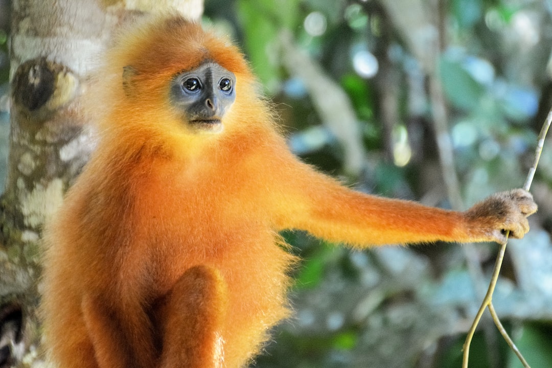 brown monkey on tree branch during daytime