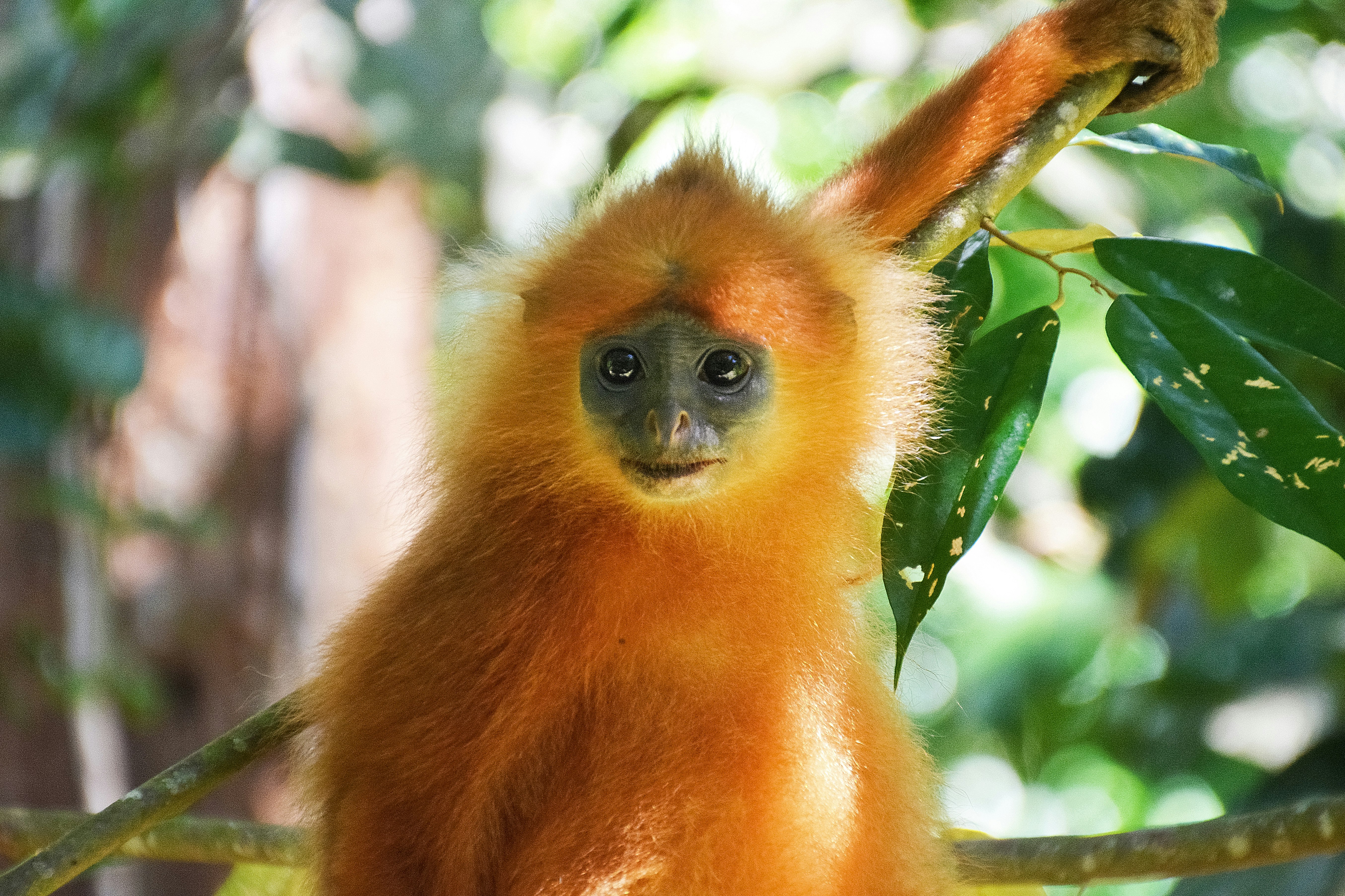 brown monkey on tree branch during daytime