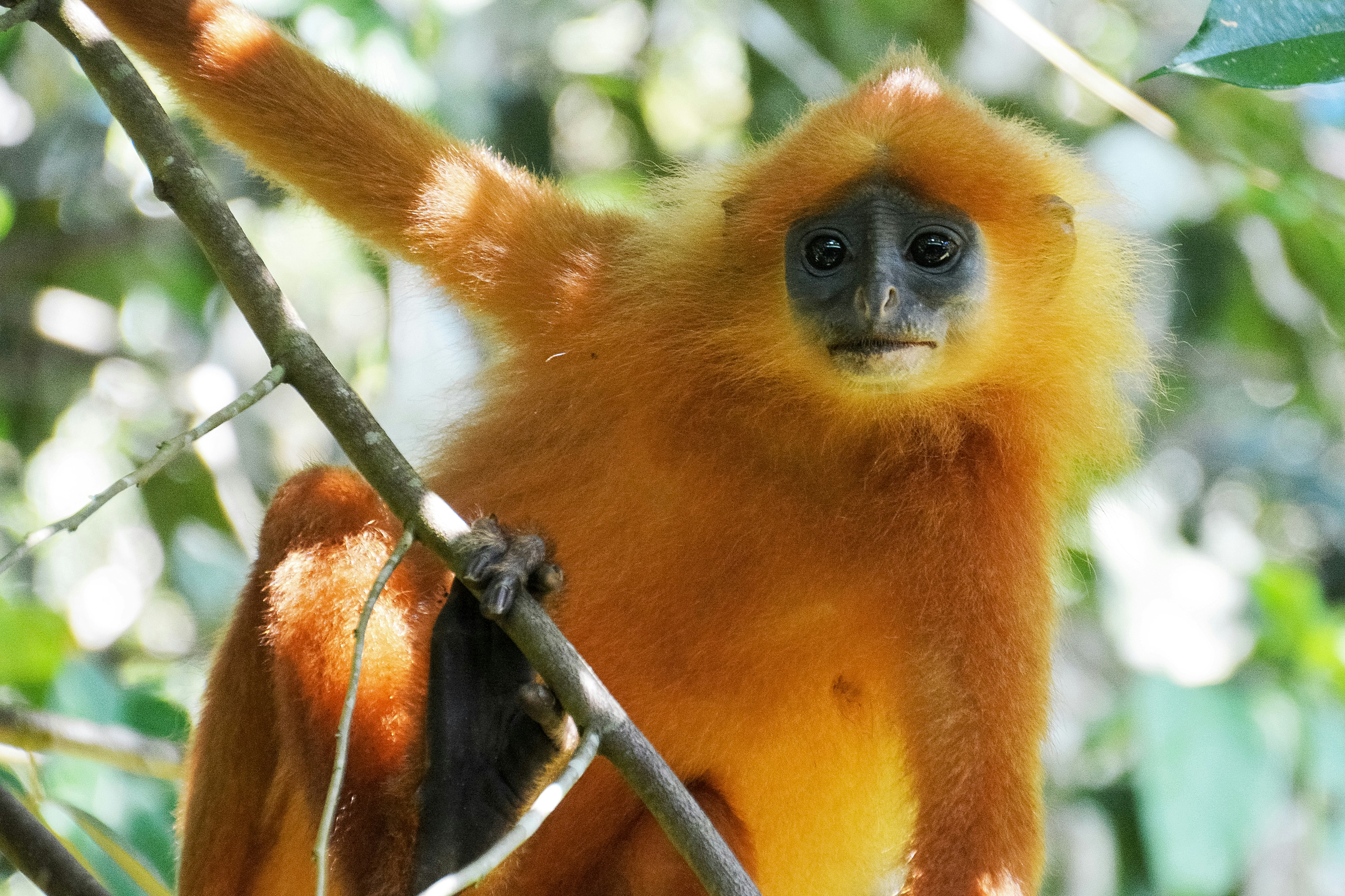 brown monkey on brown tree branch during daytime