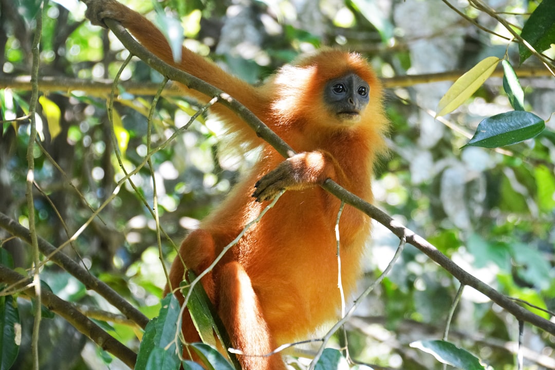 brown monkey on tree branch during daytime