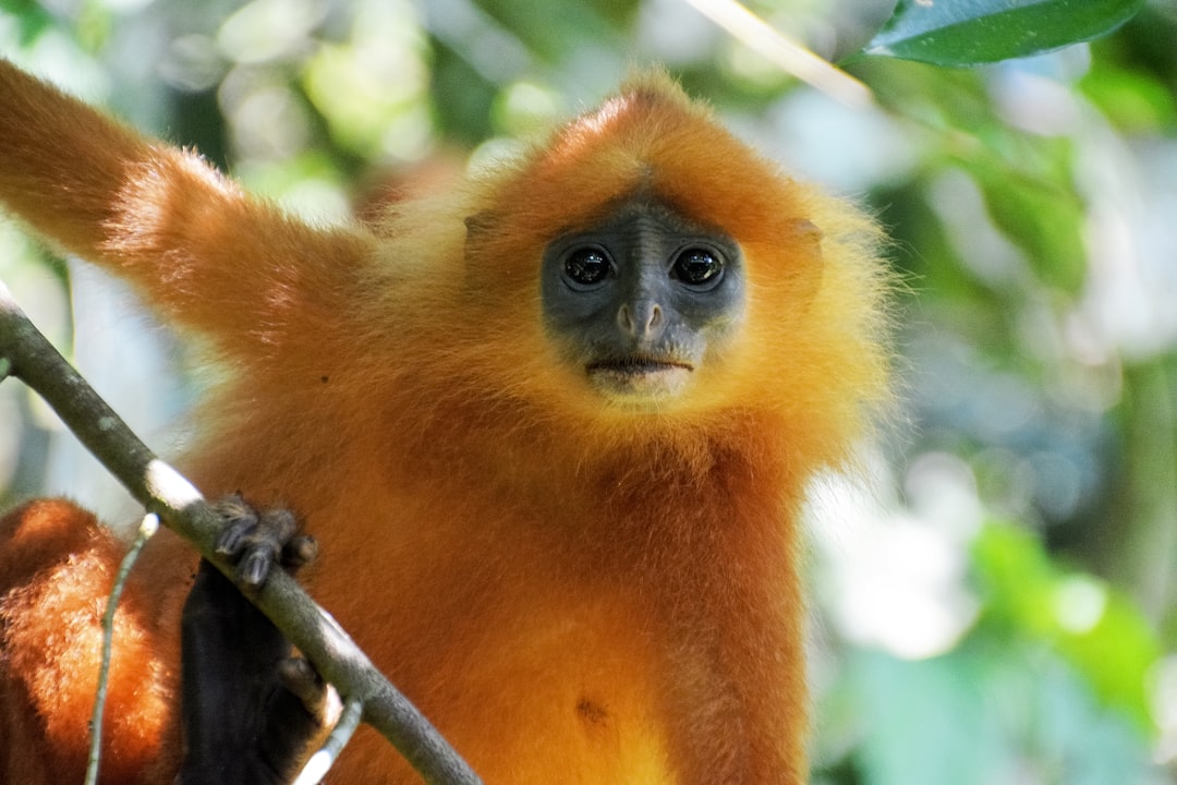 brown and black monkey on tree branch during daytime