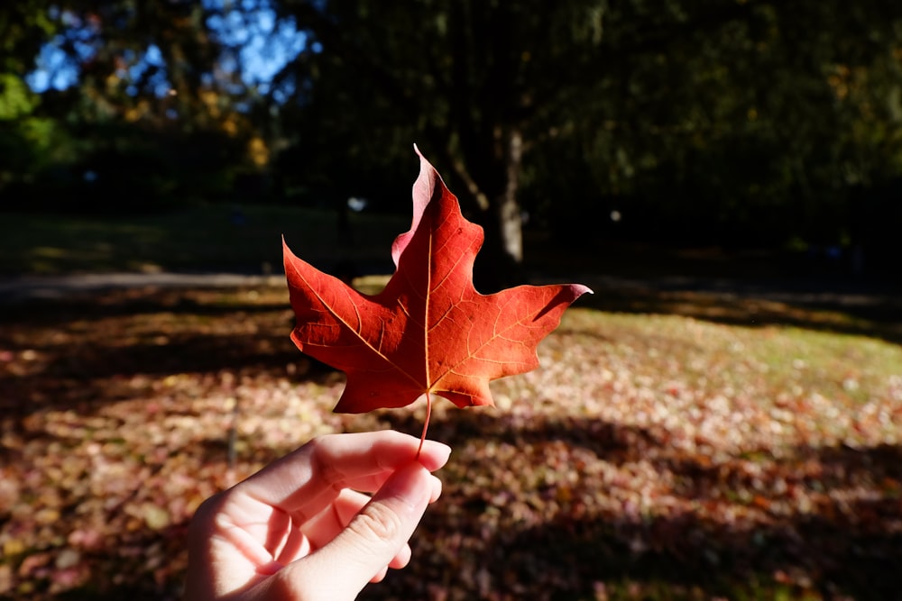 person holding brown maple leaf