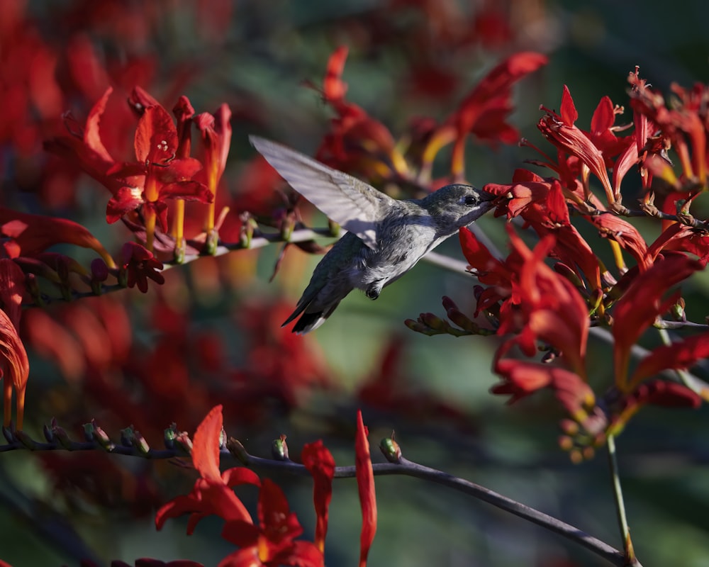brown and black humming bird flying over red flowers