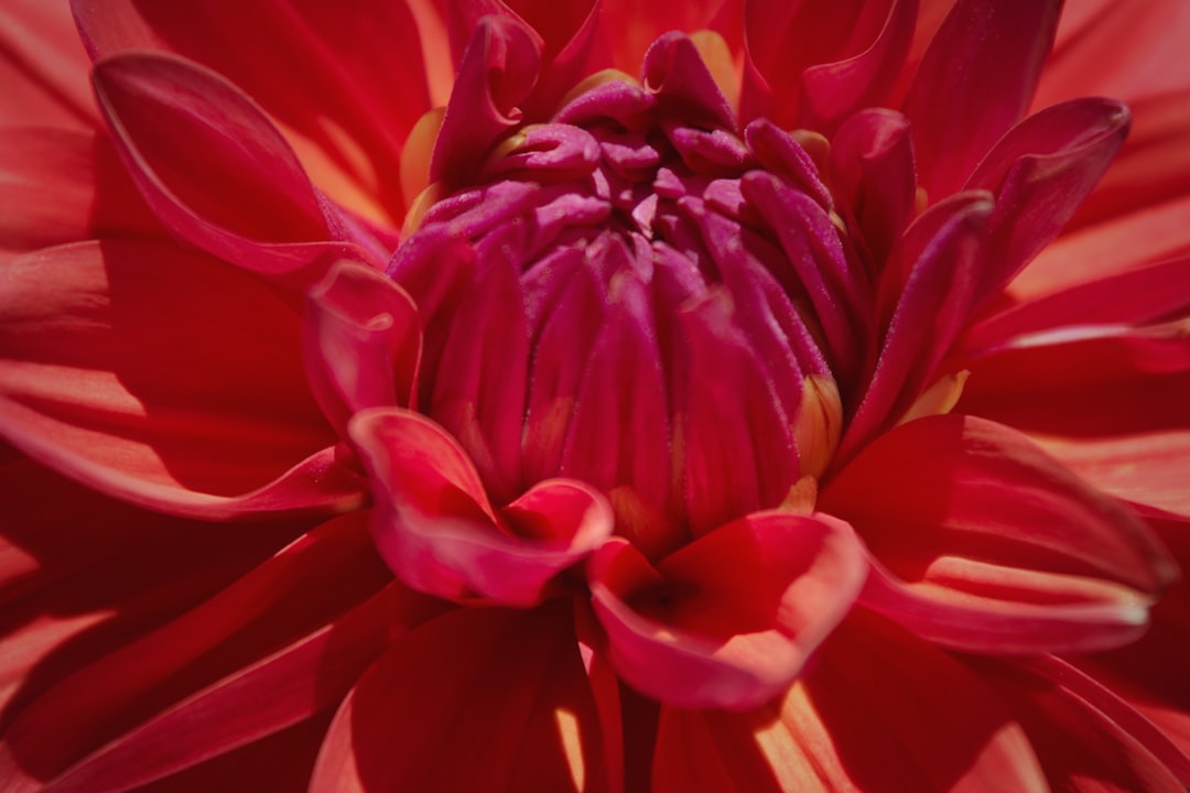 red flower in macro shot