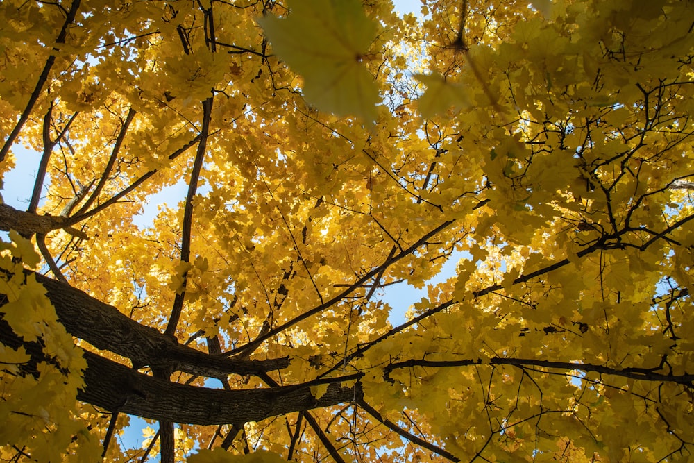 yellow leaves on tree branch