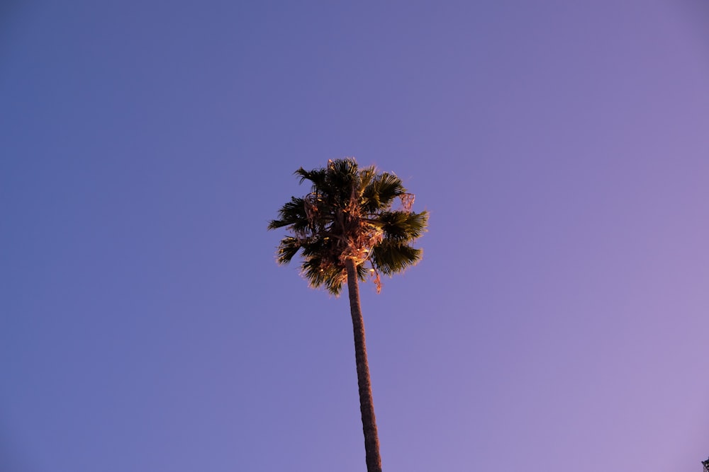 brown tree under blue sky during daytime