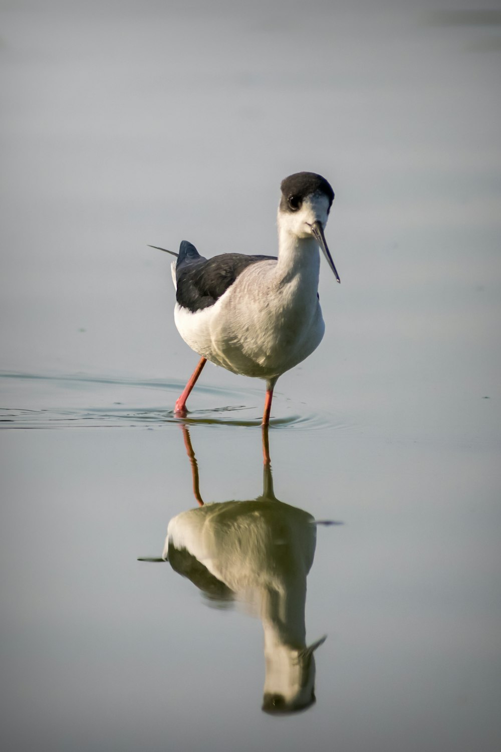 white and black bird on water