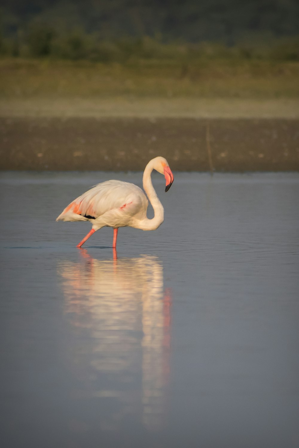 white swan on water during daytime