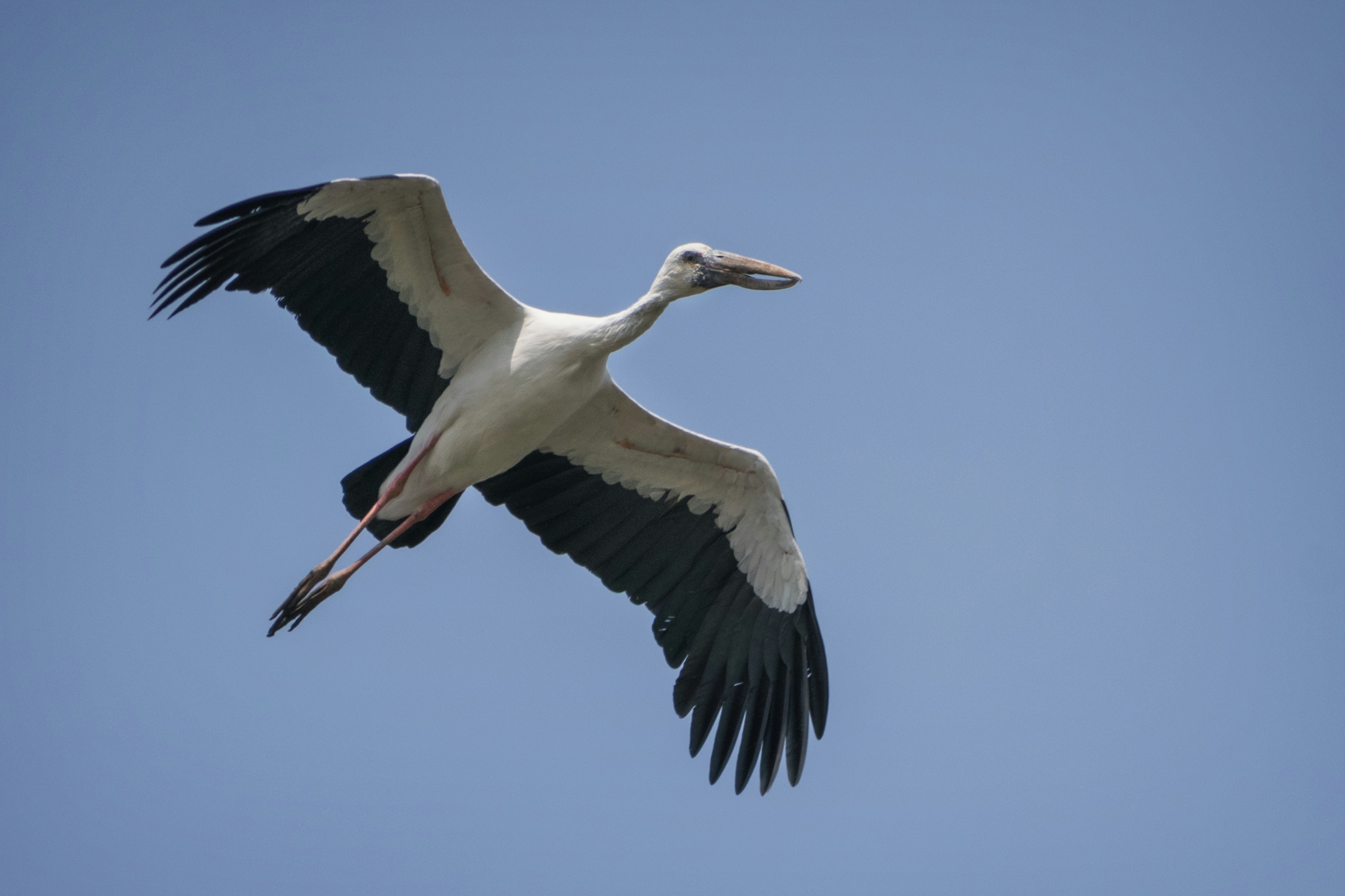 white stork flying during daytime