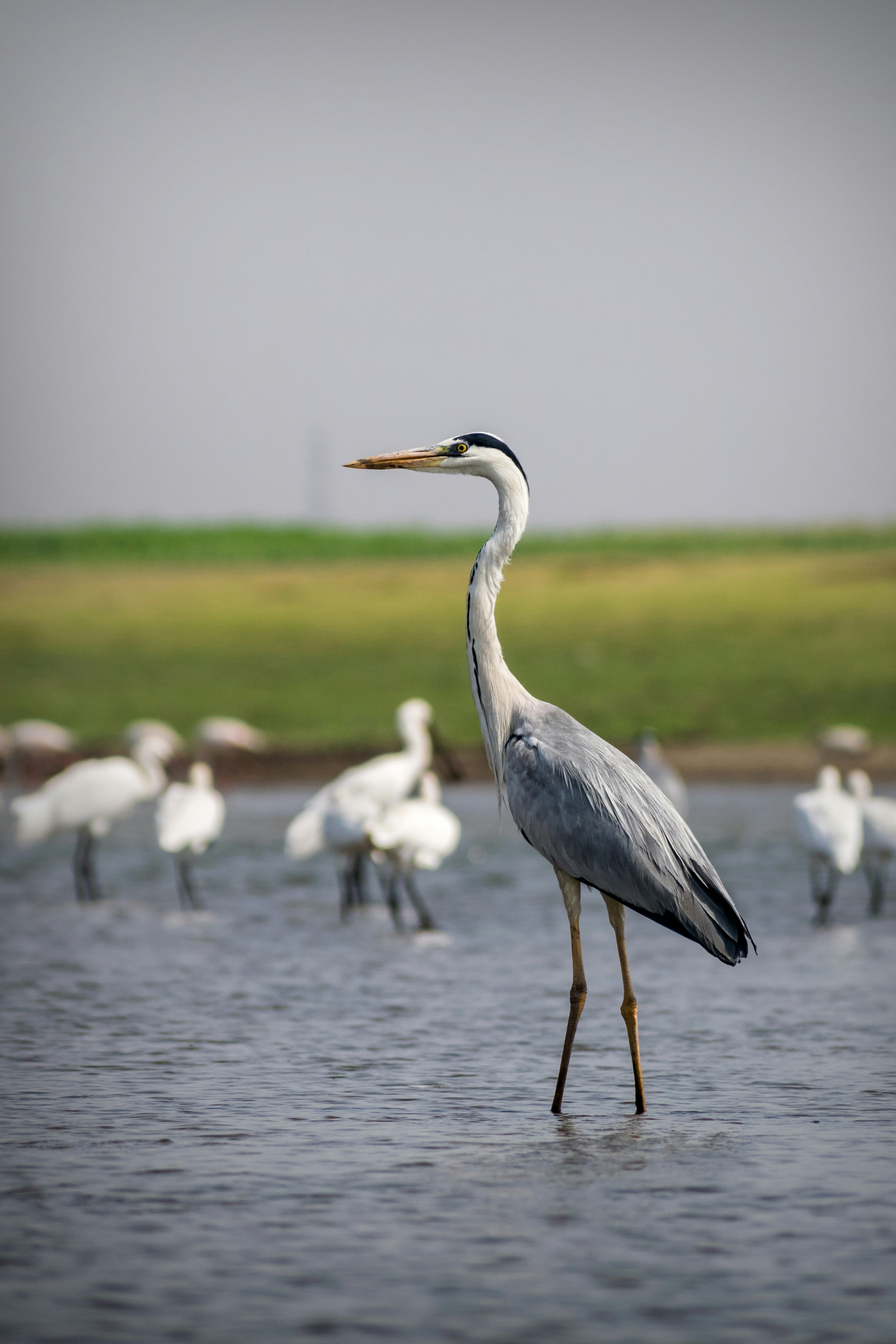 Grey Heron Pictures | Download Free Images on Unsplash
