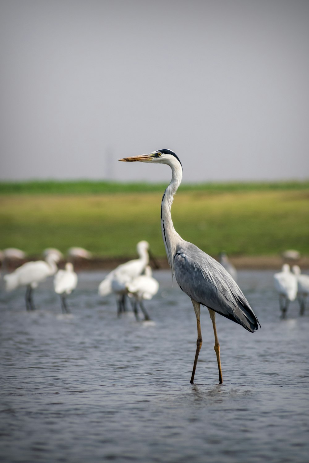 white and gray long beak bird on green grass field during daytime