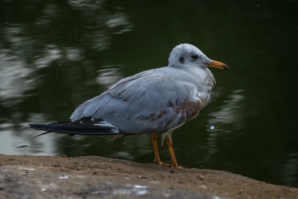 white and gray bird standing on brown soil near body of water during daytime