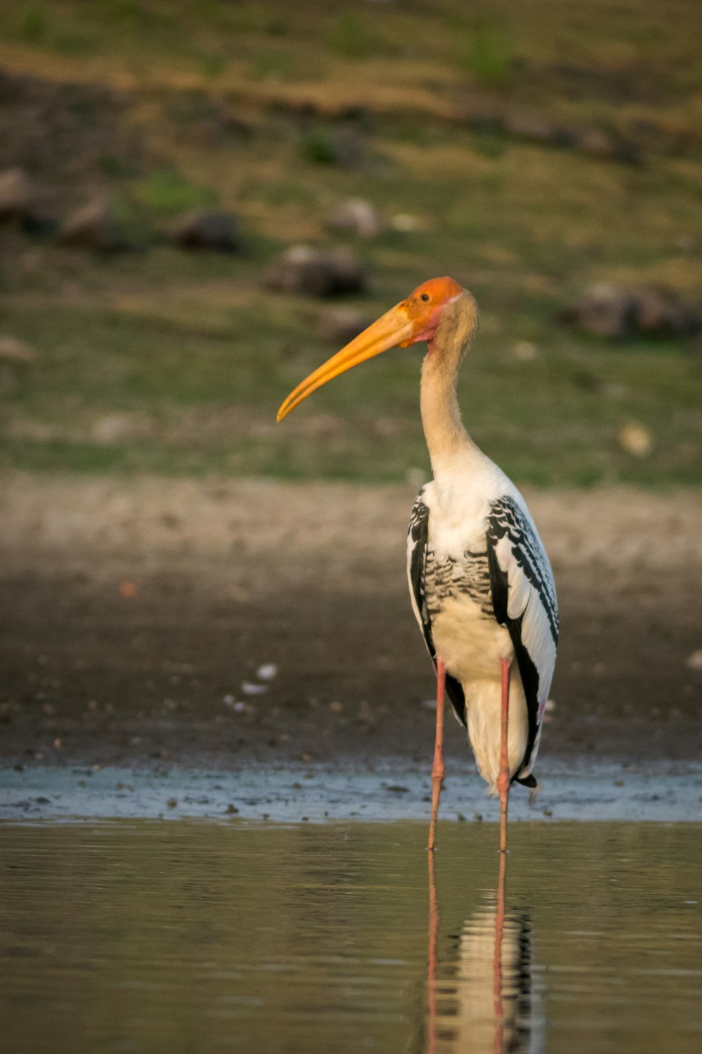 white and black stork flying during daytime