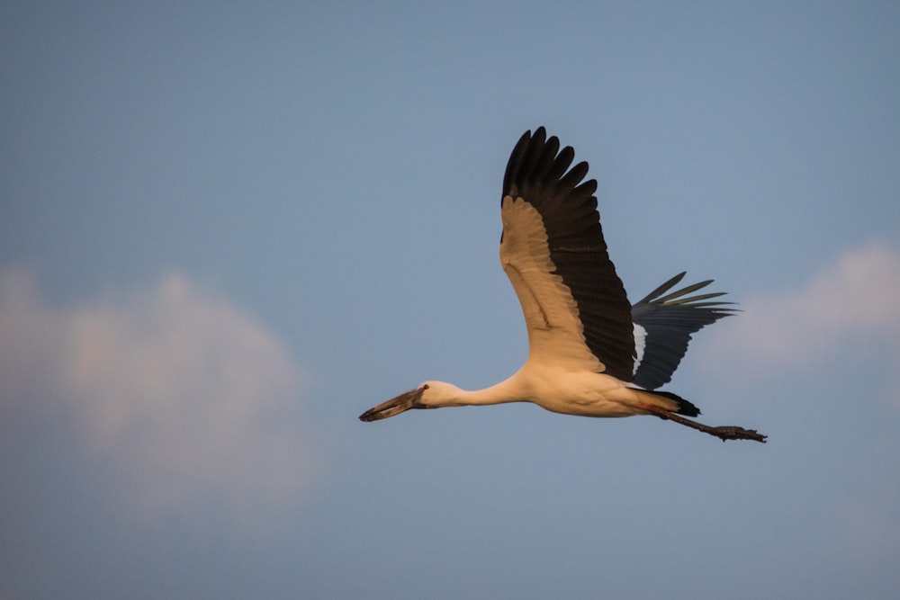 white stork flying during daytime