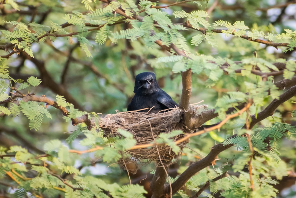 black bird on brown nest during daytime