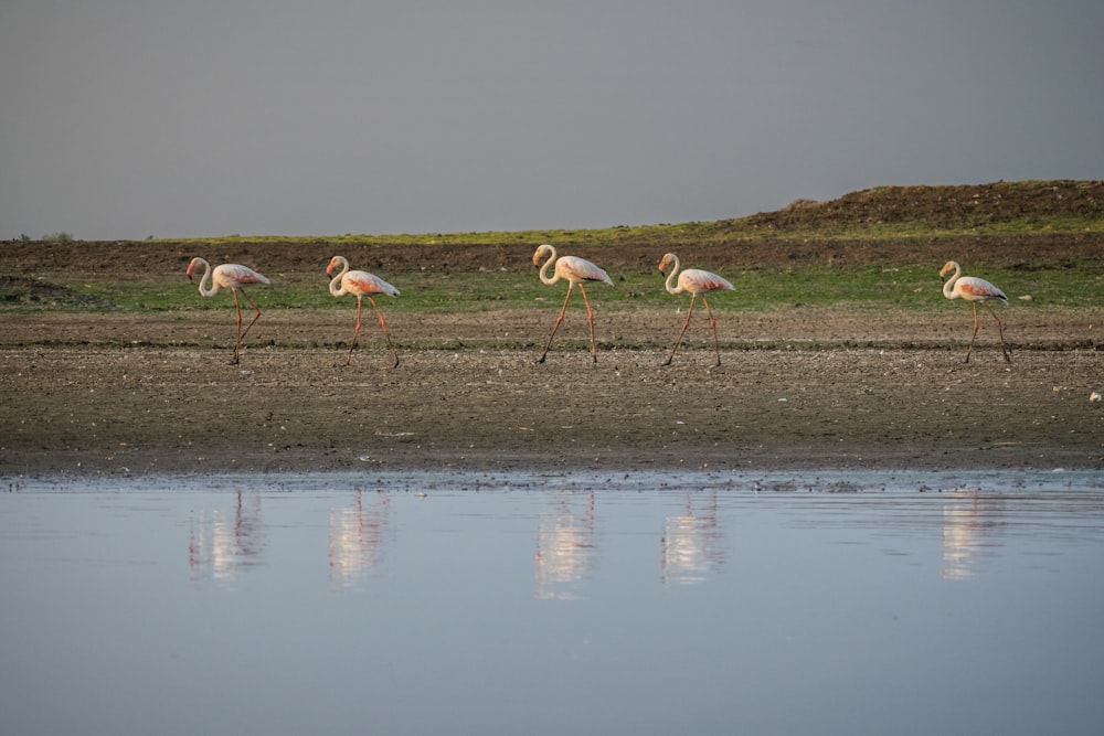 flock of birds on water