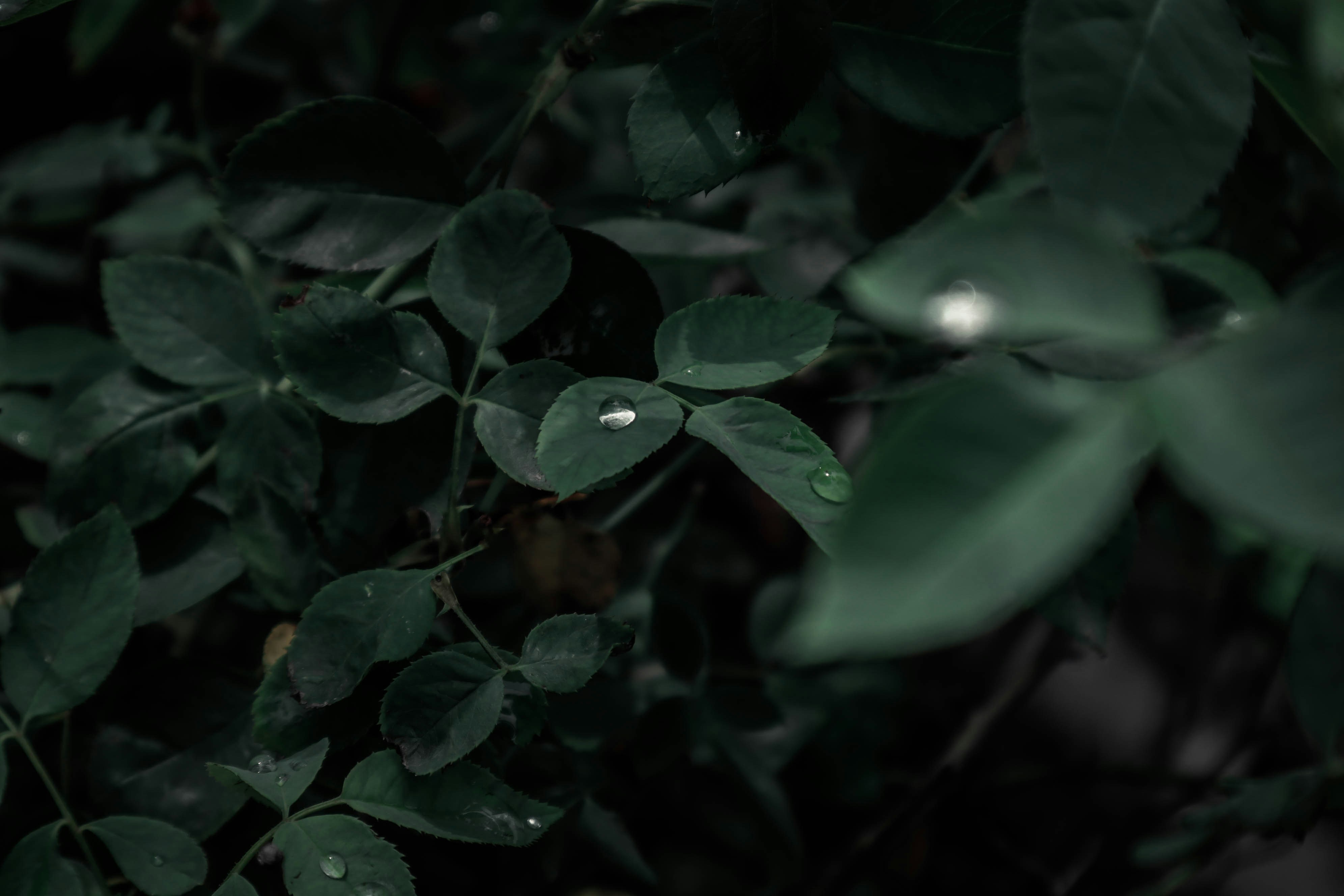 Photo by rishikesh2095