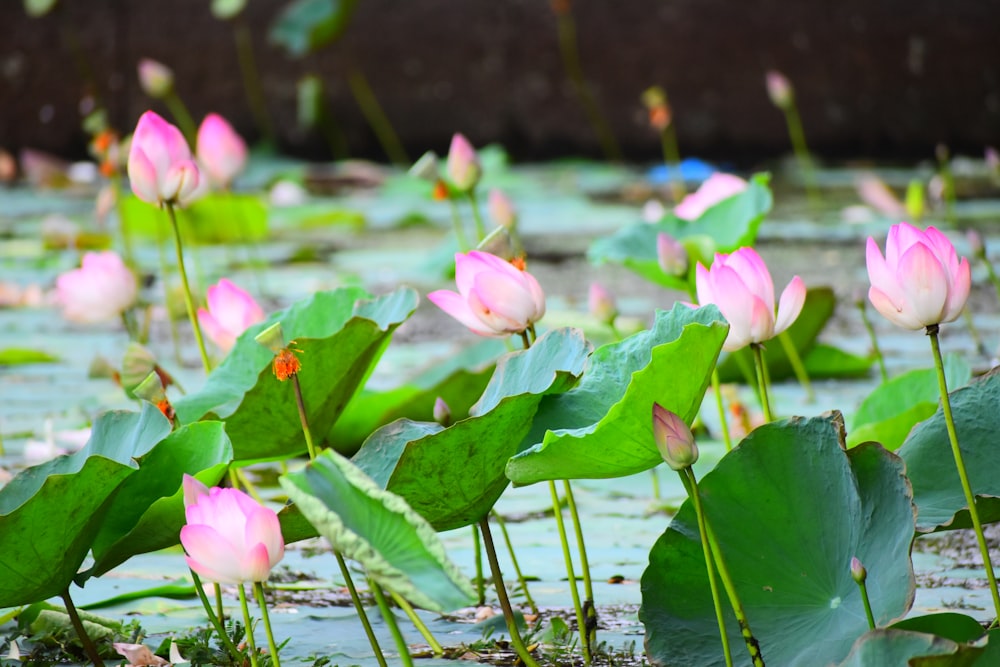 pink lotus flowers on water