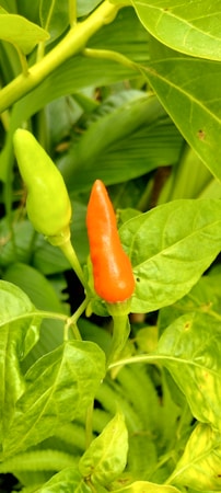 Two chili peppers are growing on a plant, one is green and the other red. The leaves and surrounding vegetation are lush and vibrant.
