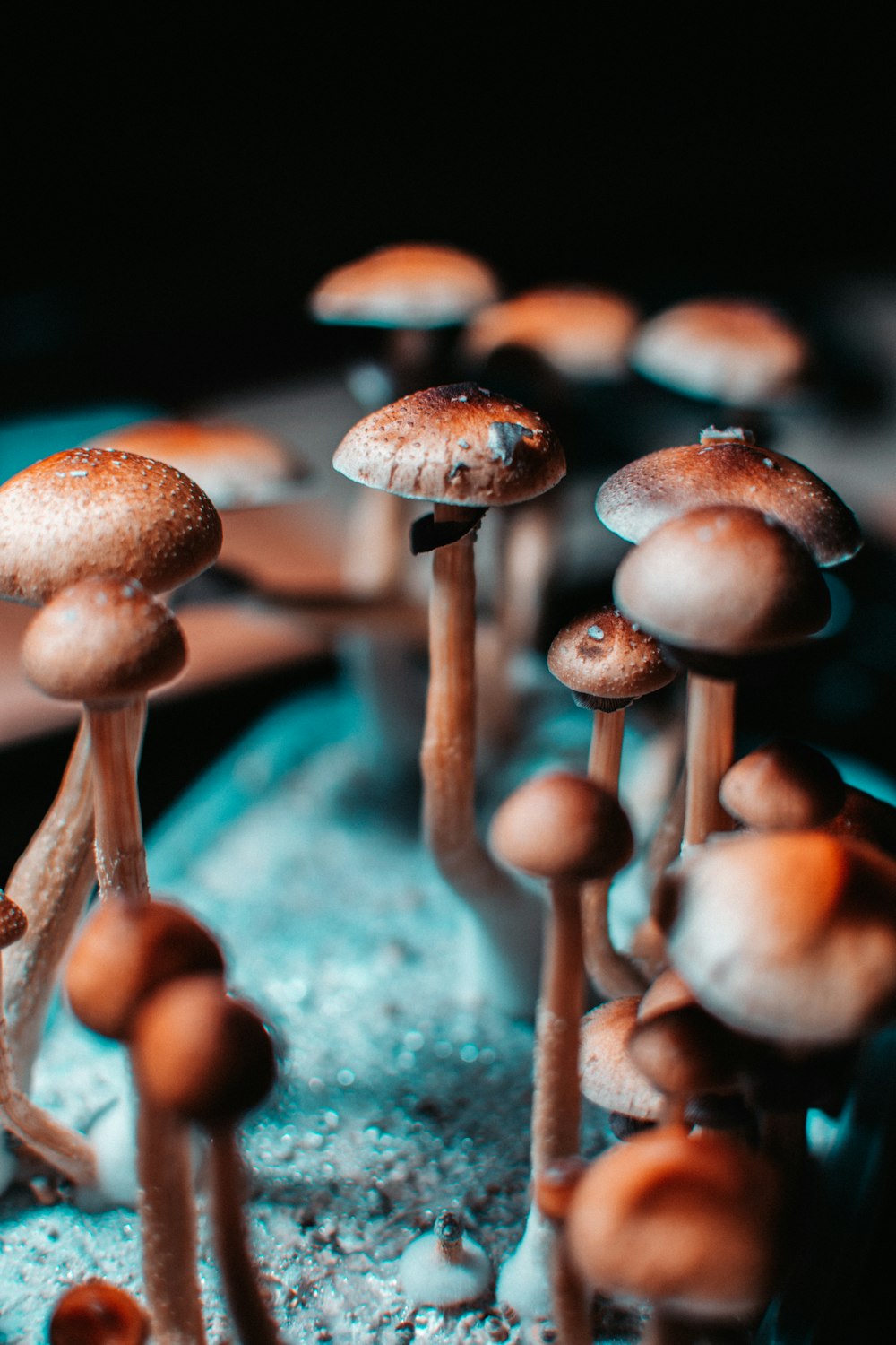 brown mushrooms on gray surface