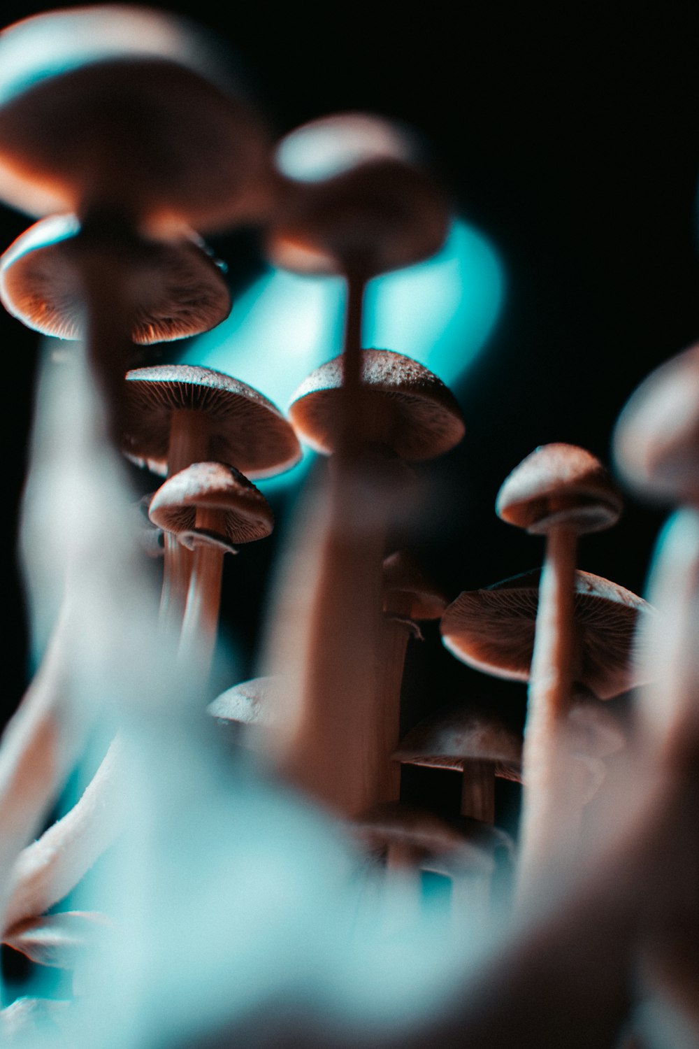 brown mushrooms in tilt shift lens