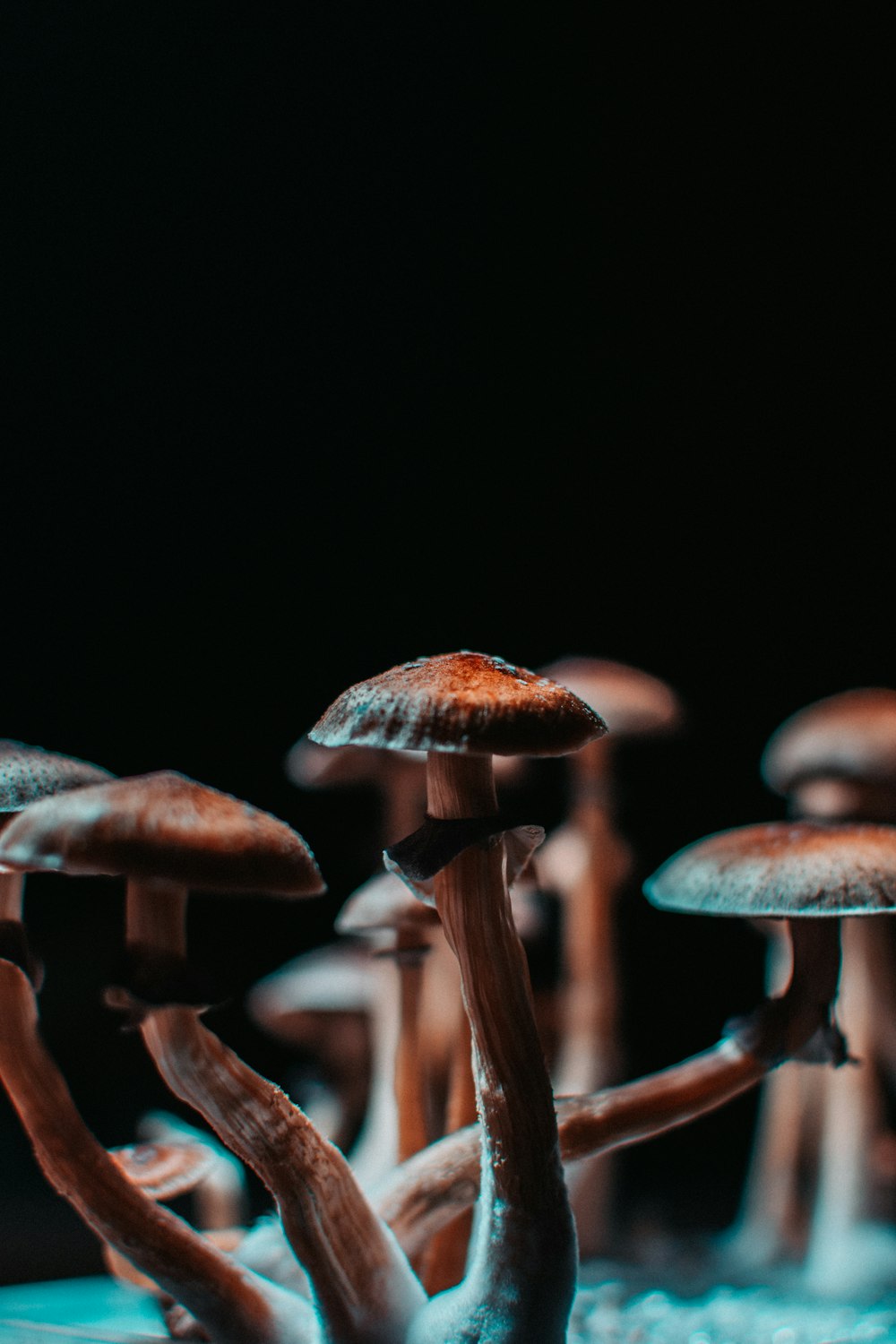 brown mushrooms in black background