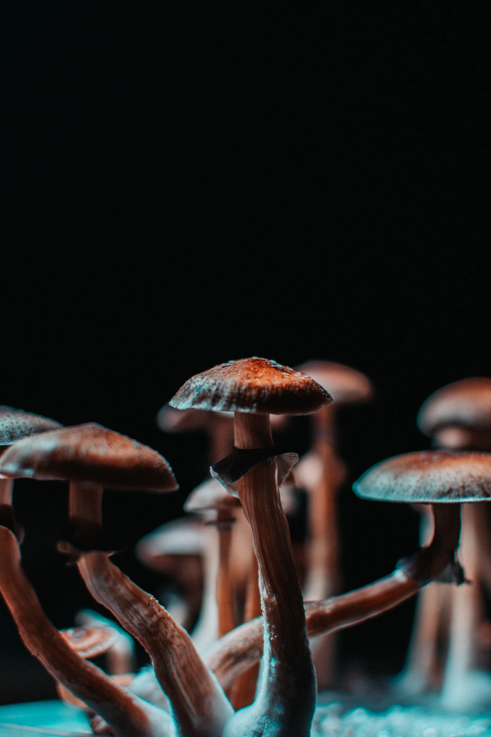 Single Psilocybin Dose Eased Treatment-Resistant Depression in First NHS Trial