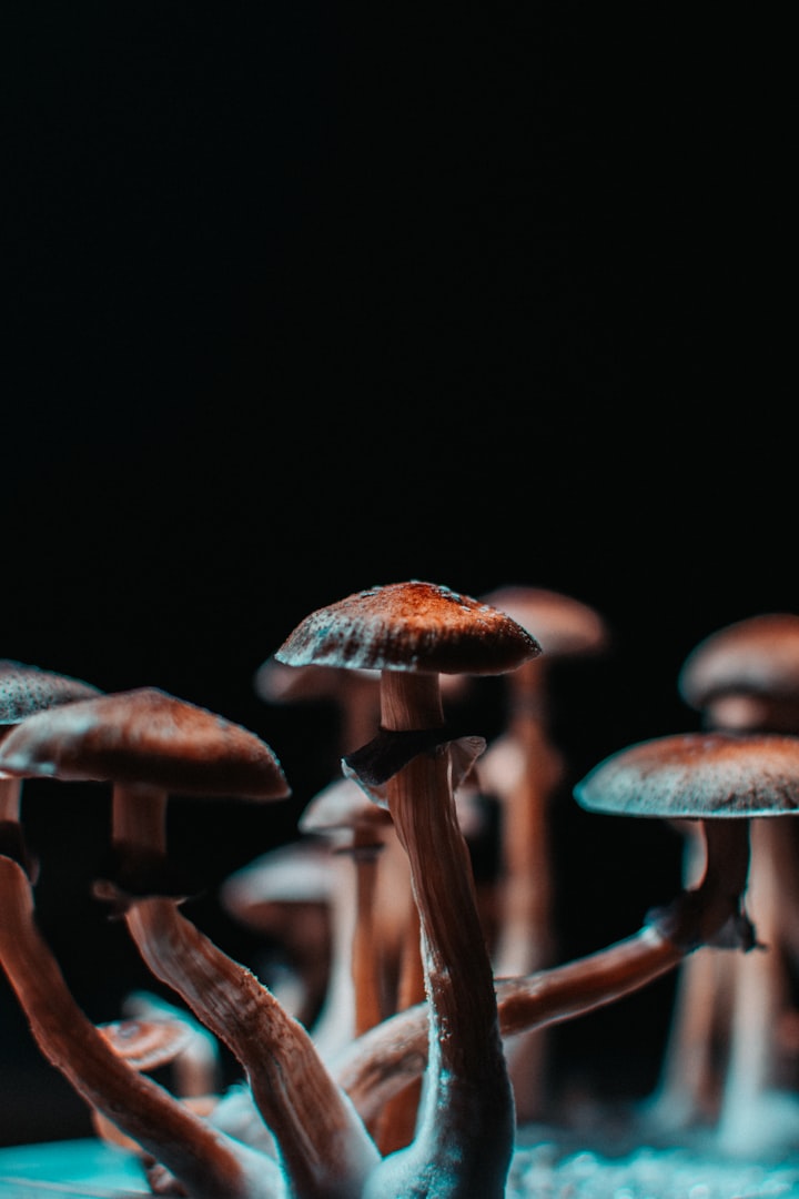Psilocybin and Music - Opening Up a New World to Healing