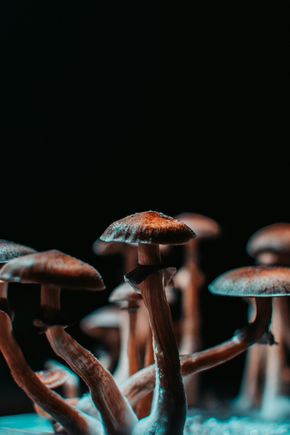 Nấm nâu trên nền đen (Brown mushrooms on black background): Với sự đối lập giữa những cây nấm nâu trên nền đen lạnh lẽo, những hình ảnh này đem đến một cảm giác đầy mê hoặc và khó quên. Hãy tận hưởng sự hài hòa giữa sự mạnh mẽ và thanh lịch của chúng.