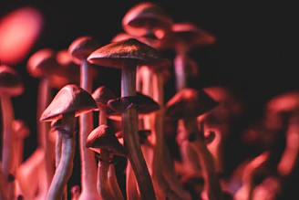 A close-up of vibrant marbled crayon mushrooms glowing under soft light.