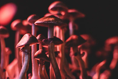 A close-up of vibrant marbled crayon mushrooms glowing under soft light.